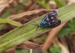 Clelea sapphirina