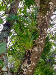 Tillandsia multicaulis
