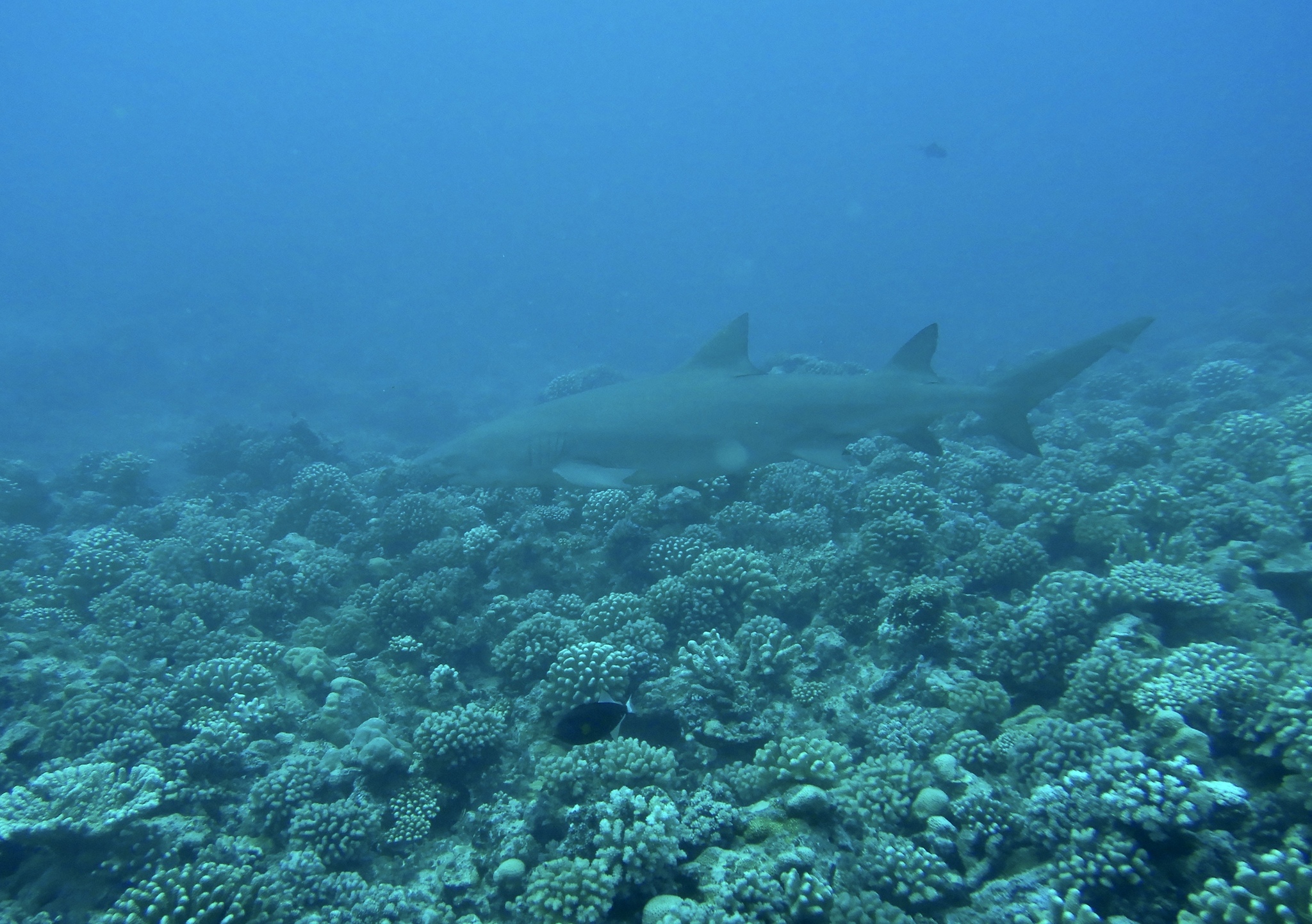 Negaprion acutidens (Rüppell, 1837)