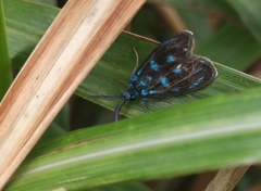 Clelea sapphirina