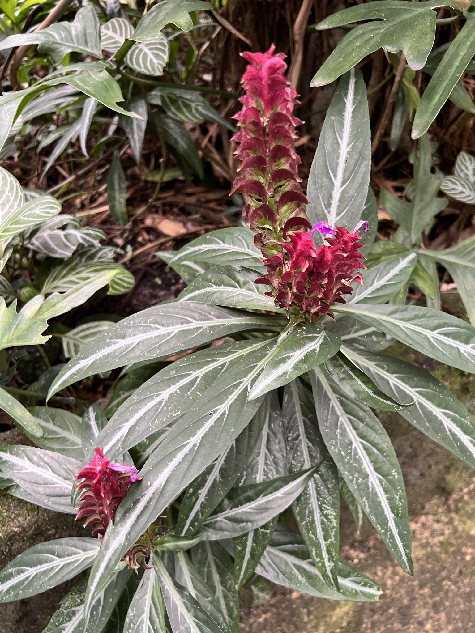 Afelandra-coral