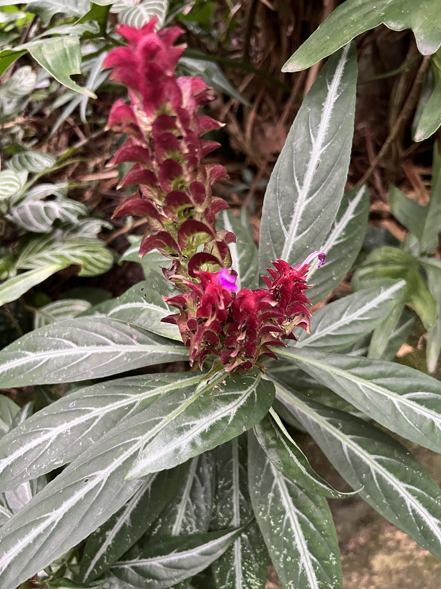 Afelandra-coral