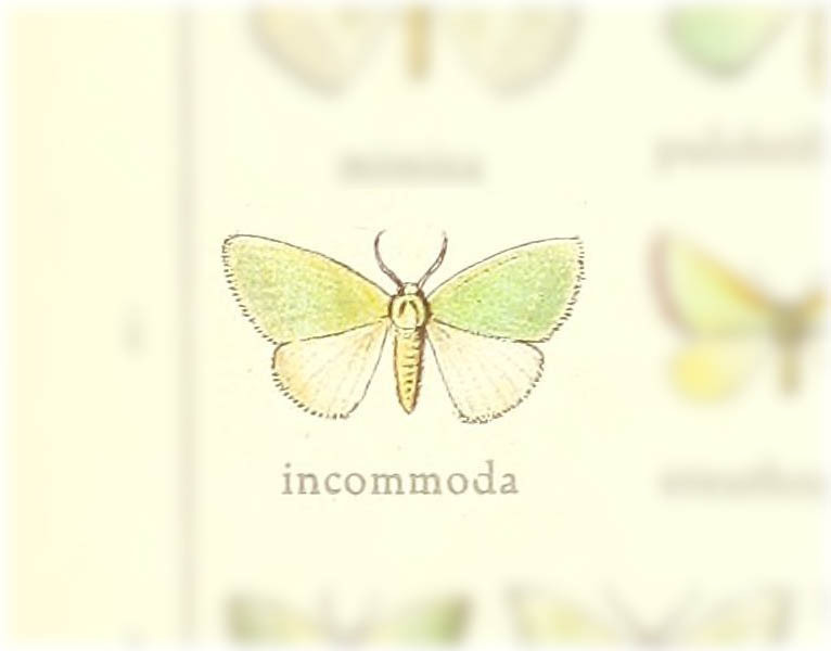 Hemistola incommoda