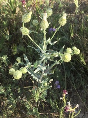 Malacothrix coulteri