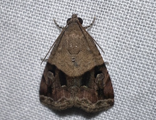 Ozarba megaplaga