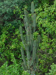 Armatocereus cartwrightianus