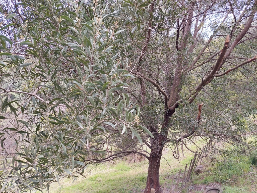 blackwood from Puhoi, New Zealand on October 23, 2023 at 0431 PM by