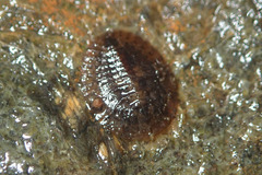 Eubrianax edwardsii