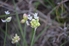 Allium canadense