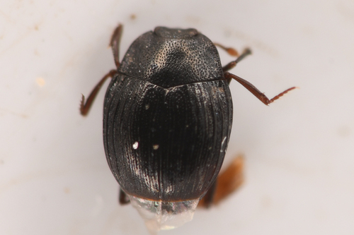 Hister Beetles (Family Histeridae) · iNaturalist