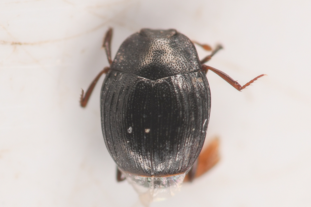Stictostix californica