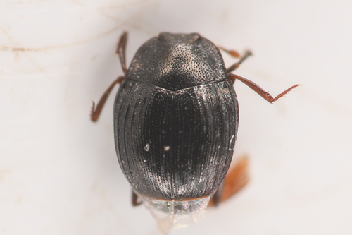 Stictostix californica