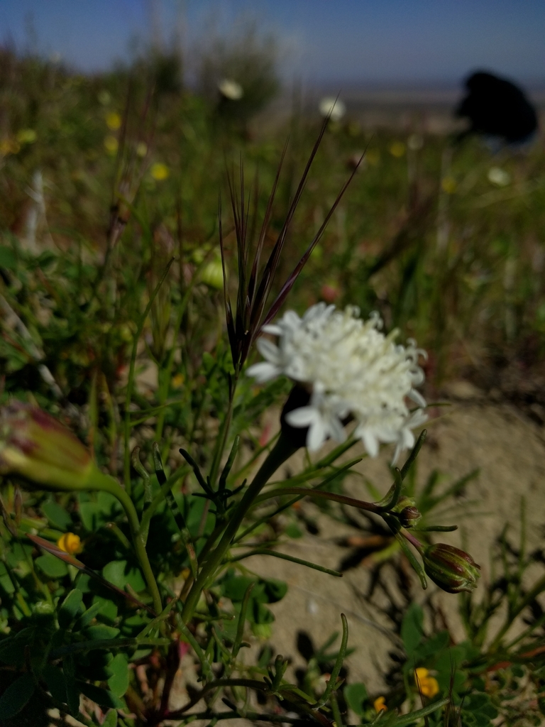 Fremont's pincushion from Fresno County, CA, USA on March 16, 2019 at