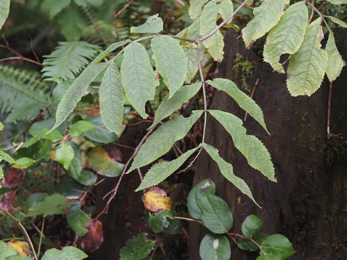 Red elderberry foliage
