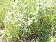 Astragalus lentiginosus nigricalycis