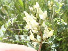 Astragalus lentiginosus nigricalycis