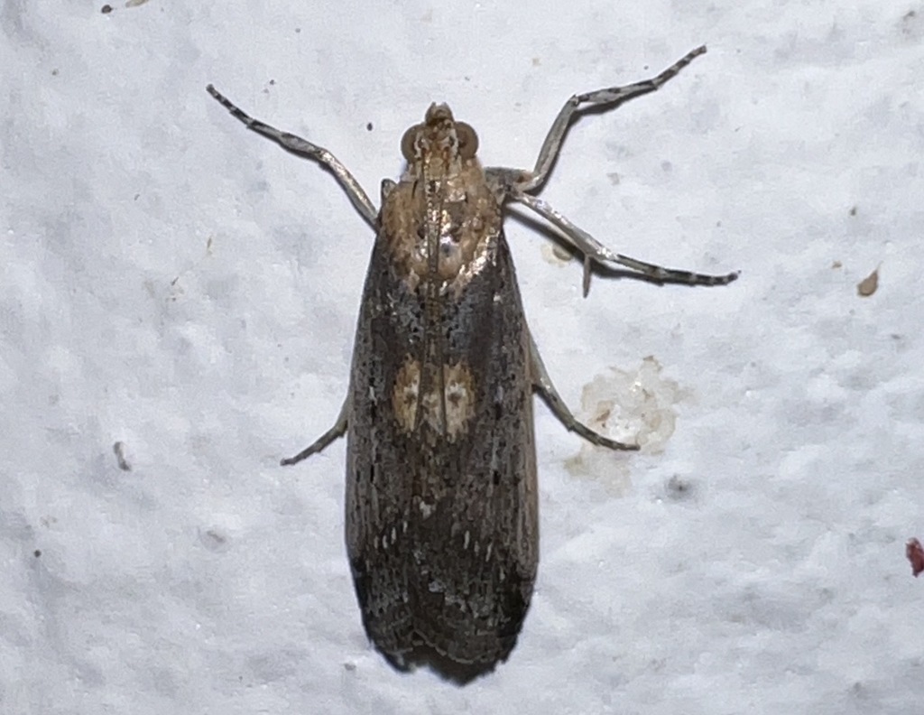 Morosaphycita interniplagella