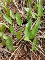 Erythronium multiscapideum