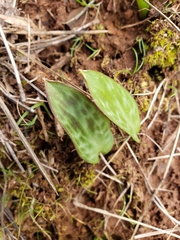 Erythronium multiscapideum