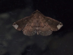 Adrapsa quadrilinealis