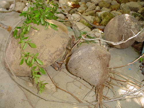 Cyphostemma elephantopus