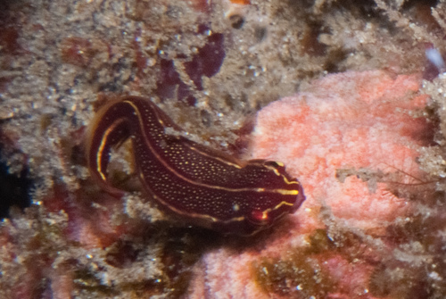 Rhinolepadichthys lineatus