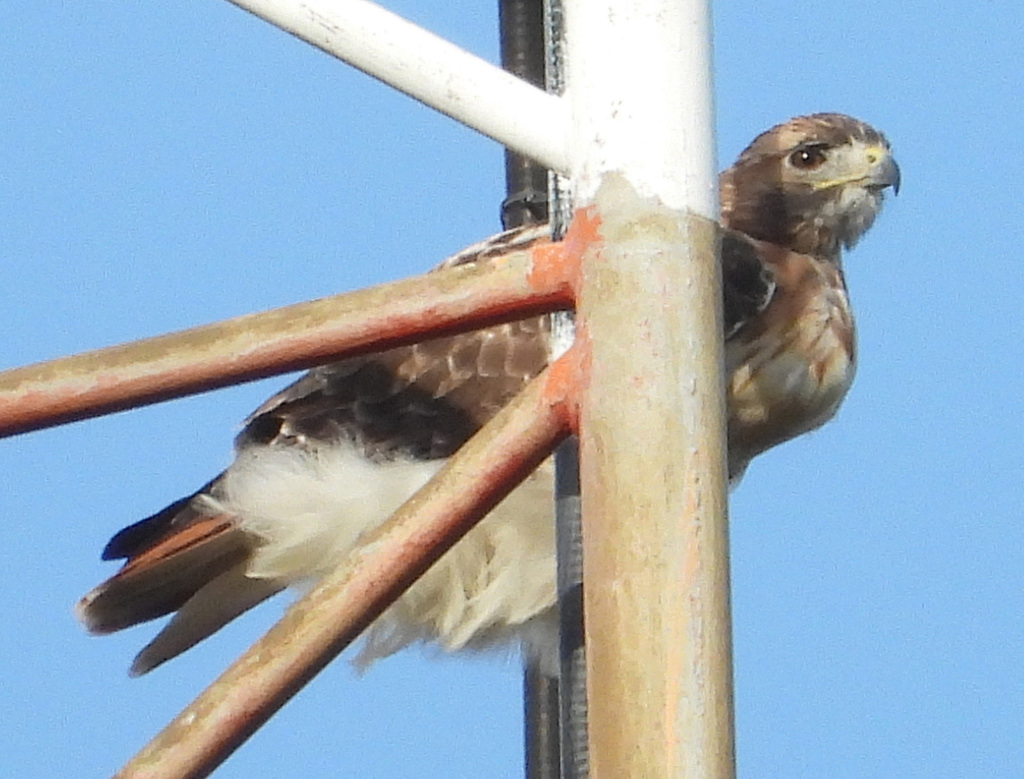 eastern-red-tailed-hawk-from-silver-spring-md-usa-on-october-19-2023