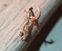 Lineodes integra