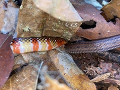 Langsdorff's Coral Snake photo 5