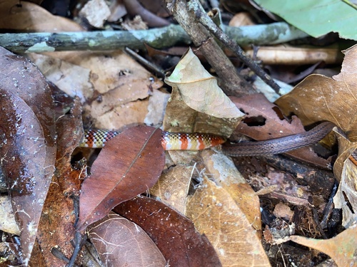 Langsdorff's Coralsnake