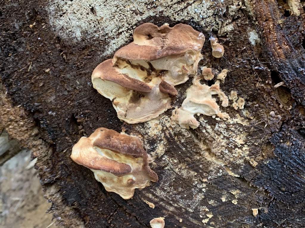 Brown staining cheese polypore from skypark at santa s village