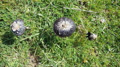 Coprinus calyptratus