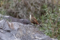 Ochetorhynchus melanurus