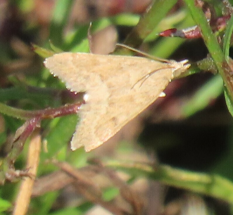 Garden Webworm Moth from Fort Bend County, TX, USA on October 22, 2023 ...