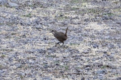 Pteroptochos megapodius