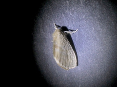 Noctuoidea