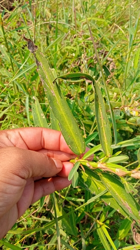 Alysicarpus longifolius, 2023-10-14