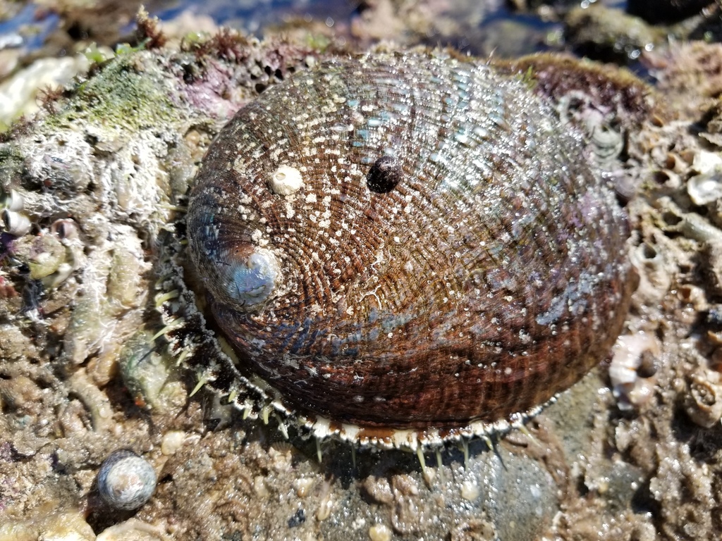 Green Abalone