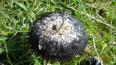 Coprinus calyptratus