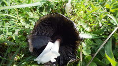 Coprinus calyptratus