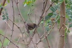 Pheugopedius rutilus