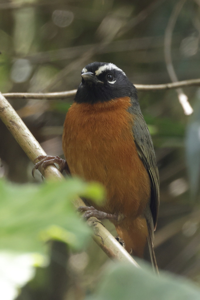 Black-eared Hemispingus