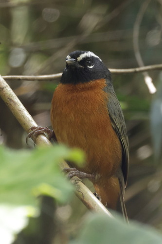 Black-eared Hemispingus