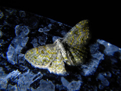 Geometridae