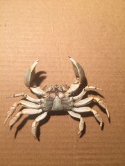 Cyclograpsus audouinii