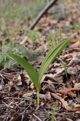 Veratrum dahuricum