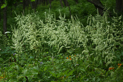 Veratrum dahuricum