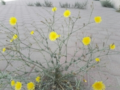Launaea mucronata