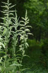 Veratrum dahuricum