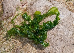 Ulva californica